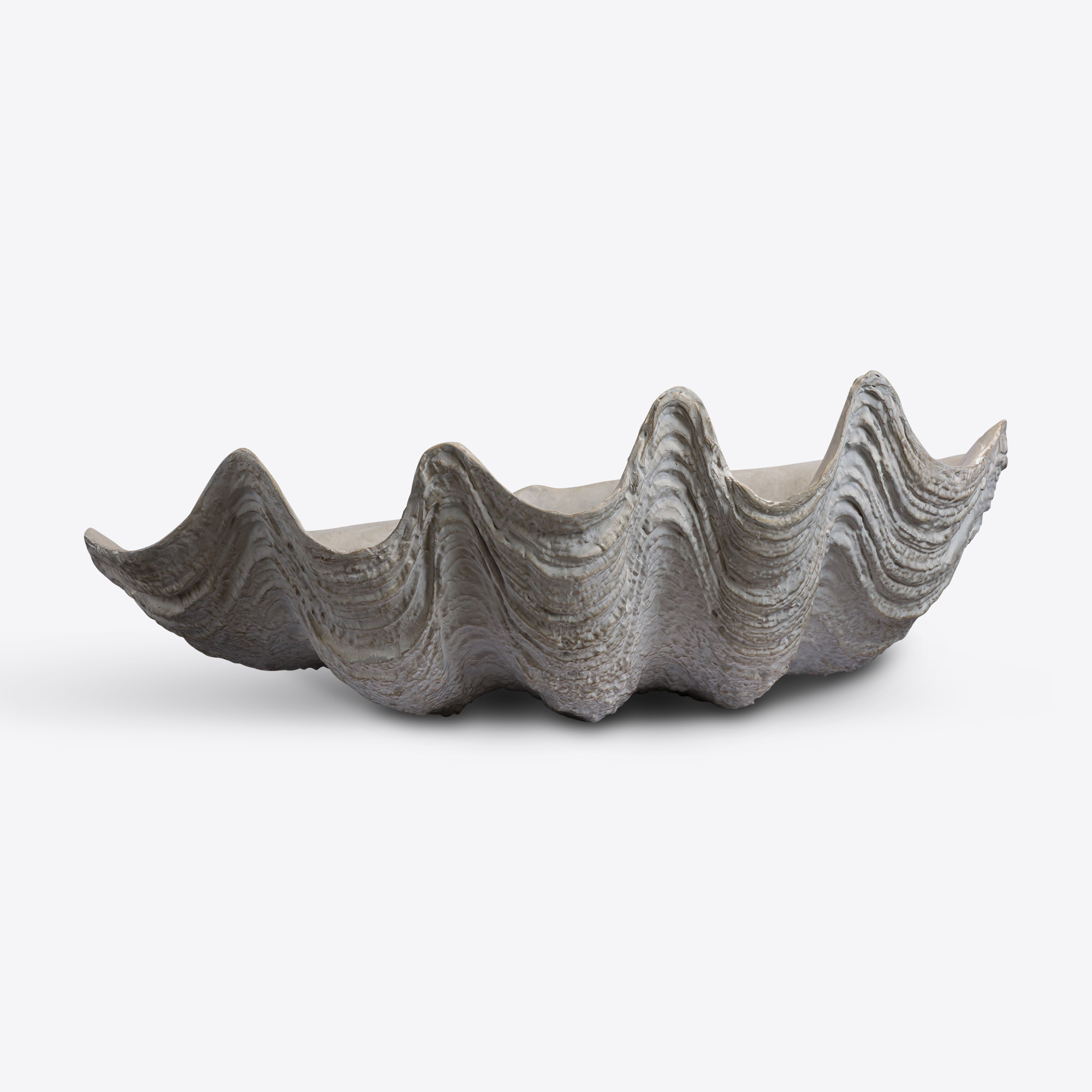 Clam Shell - Medium - Pure White Lines